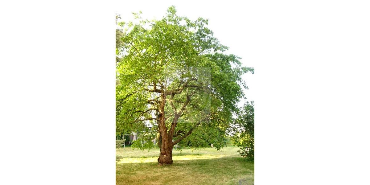 Etagenwohnung Zwickau Zwickau-Nord - 2 Zimmer, 57 m&sup2;, 320&euro; | Angebot:25748476