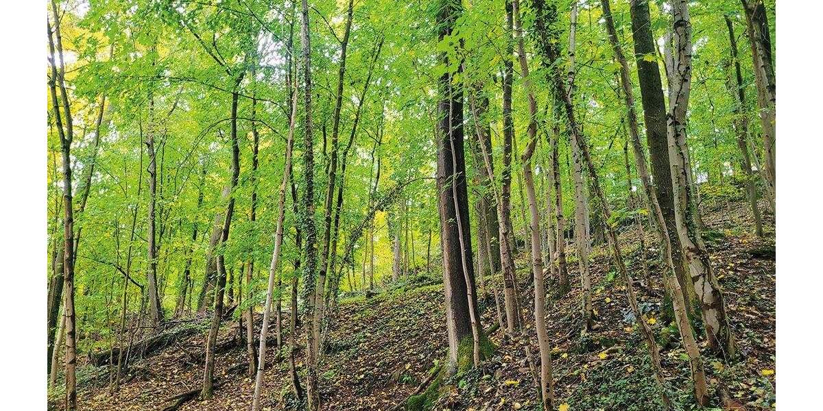 Grundstück Penig - 16.000&euro; | Angebot:25699703