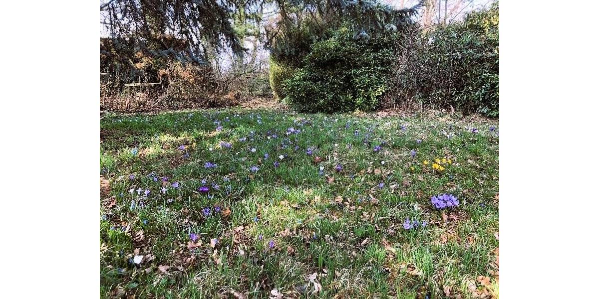 Grundstück Lichtentanne Schönfels - 45.000&euro; | Angebot:25678793