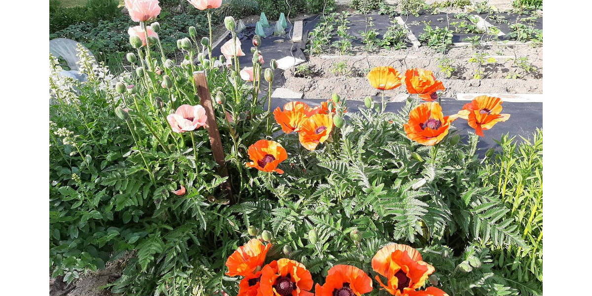 Einfamilienhaus St. Egidien - 1 Zimmer, 329 m&sup2;, 530.000&euro; | Angebot:26015835