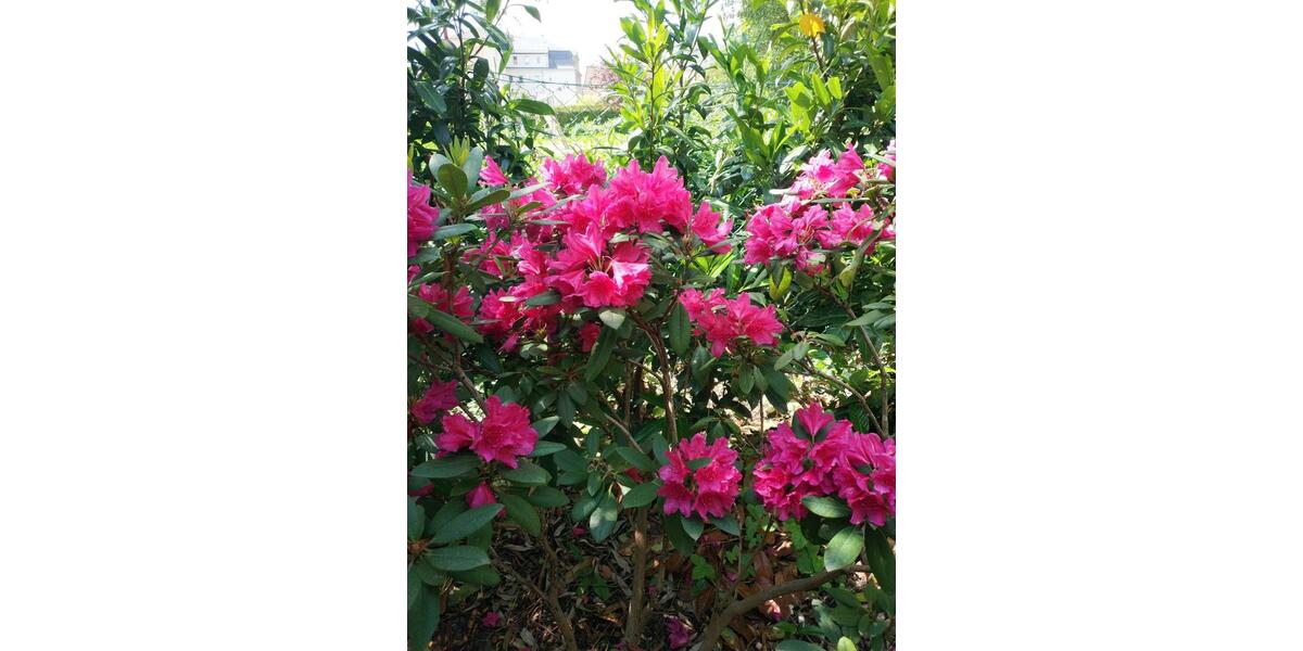 Hochparterre Hohenstein-Ernstthal Ernstthal - 6 Zimmer, 133 m&sup2;, 700&euro; | Angebot:24779923