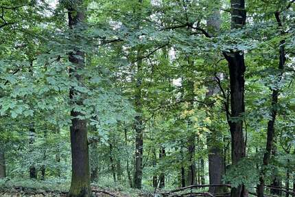 Grundstück Penig - 244.000&euro; | Angebot:24180679