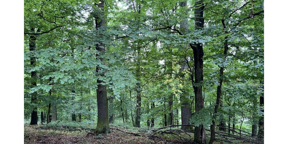 Grundstück Penig - 244.000&euro; | Angebot:24180679