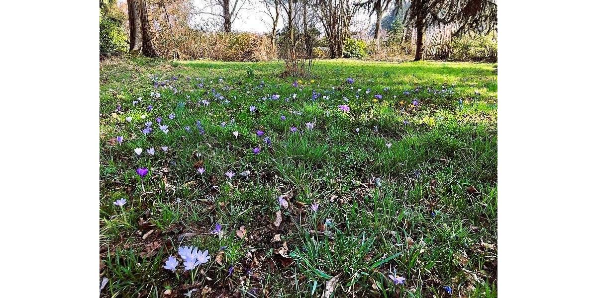 Grundstück Lichtentanne Schönfels - 45.000&euro; | Angebot:25678793